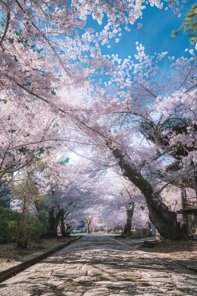 Pepohonan Khas Jepang Sakura & Bambu